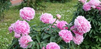 Božuri se samo na 1 način pravilno sade da bi trajali decenijama: Ovako ih negujte, biće cvet na cvetu, mirisaće cela ulica