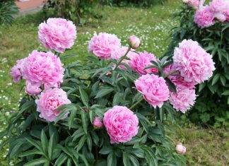 Božuri se samo na 1 način pravilno sade da bi trajali decenijama: Ovako ih negujte, biće cvet na cvetu, mirisaće cela ulica