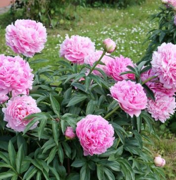 Božuri se samo na 1 način pravilno sade da bi trajali decenijama: Ovako ih negujte, biće cvet na cvetu, mirisaće cela ulica