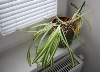 Sobne biljke vam neobjašnjivo venu ma koliko ih zalivali: Ovaj jednostavan trik će rešiti problem očas posla uz pomoć predmeta koji svi imamo kod kuće