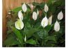 1 kašika pravo u lonac i Spathiphyllum ponovo prelijepo cvjeta: EVO recepta koji ga je spasio!