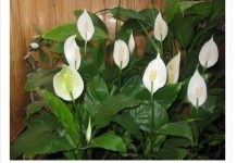 1 kašika pravo u lonac i Spathiphyllum ponovo prelijepo cvjeta: EVO recepta koji ga je spasio!