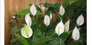 1 kašika pravo u lonac i Spathiphyllum ponovo prelijepo cvjeta: EVO recepta koji ga je spasio!