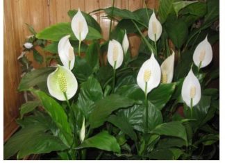 1 kašika pravo u lonac i Spathiphyllum ponovo prelijepo cvjeta: EVO recepta koji ga je spasio!