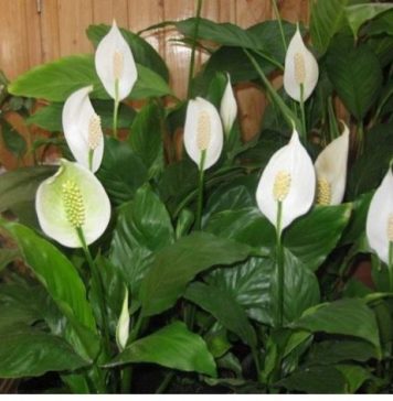 1 kašika pravo u lonac i Spathiphyllum ponovo prelijepo cvjeta: EVO recepta koji ga je spasio!