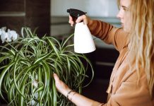 OVA BILJKA UKLANJA OTROVE IZ DOMA! Pročišćava vazduh, upija toksine, podiže nivo kiseonika