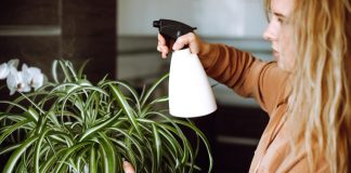 OVA BILJKA UKLANJA OTROVE IZ DOMA! Pročišćava vazduh, upija toksine, podiže nivo kiseonika