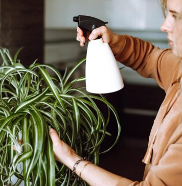 OVA BILJKA UKLANJA OTROVE IZ DOMA! Pročišćava vazduh, upija toksine, podiže nivo kiseonika