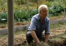 20 GODINA NIJE KOPAO, ZALIVAO NI ĐUBRIO BAŠTU, A OPET IZVADI I DO 2 TONE KROMPIRA: Cijeli svijet mu se divi zbog ovog IZUMA