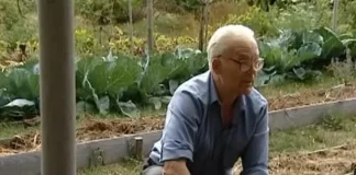 20 GODINA NIJE KOPAO, ZALIVAO NI ĐUBRIO BAŠTU, A OPET IZVADI I DO 2 TONE KROMPIRA: Cijeli svijet mu se divi zbog ovog IZUMA