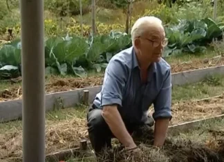 20 GODINA NIJE KOPAO, ZALIVAO NI ĐUBRIO BAŠTU, A OPET IZVADI I DO 2 TONE KROMPIRA: Cijeli svijet mu se divi zbog ovog IZUMA