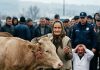 Starica je plačući prodala posljednju kravu da kupi unuku lijekove, a onda je iz starog ama ispalo bogatstvo
