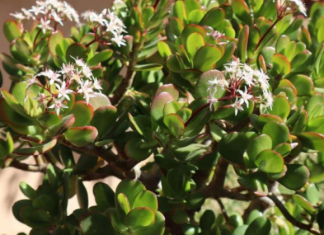 Krasula će rasti icvjetati kao luda: 2 sastojka iz kuhinje pomiješajte i sipajte ih u saksiju