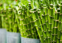 0bavezno ih unesite u svoj dom : 0ve tri magične biljke privlače ljubav, novac i sreću