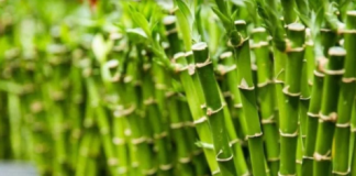 0bavezno ih unesite u svoj dom : 0ve tri magične biljke privlače ljubav, novac i sreću