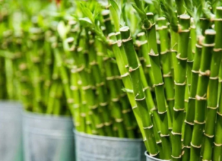 0bavezno ih unesite u svoj dom : 0ve tri magične biljke privlače ljubav, novac i sreću