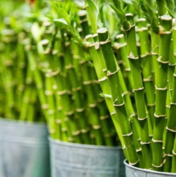 0bavezno ih unesite u svoj dom : 0ve tri magične biljke privlače ljubav, novac i sreću