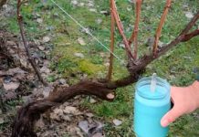 4 stvari koje morate uraditi prije nego što se loza probudi – za bogatu berbu