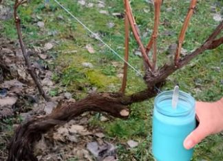 4 stvari koje morate uraditi prije nego što se loza probudi – za bogatu berbu