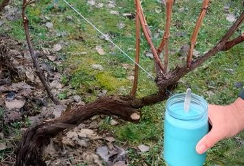 4 stvari koje morate uraditi prije nego što se loza probudi – za bogatu berbu