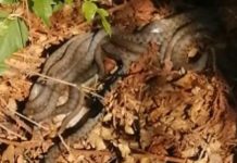 Beže kao lude od ovog mirisa: Jedna sitnica u dvorištu zauvek tera zmije od kuće