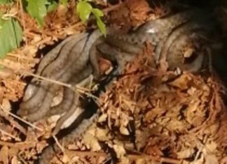 Beže kao lude od ovog mirisa: Jedna sitnica u dvorištu zauvek tera zmije od kuće