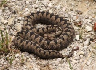 POLA LJUDI DRŽI OVO U DVORIŠTU, A NE ZNA DA TO ZMIJE PRIVLAČI KAO MAGNET: Jedno posebno koriste deca!