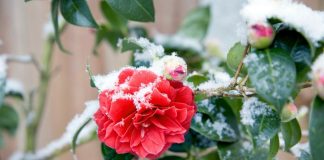 Mraz i snijeg će ponovo okovati Srbiju i to tačno ovog datuma u martu! Temperature od minus 2, čeka nas vremenski haos!