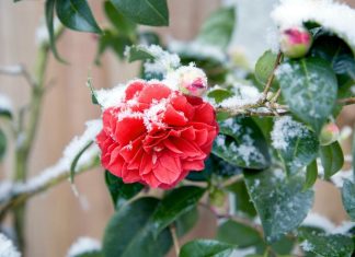 Mraz i snijeg će ponovo okovati Srbiju i to tačno ovog datuma u martu! Temperature od minus 2, čeka nas vremenski haos!
