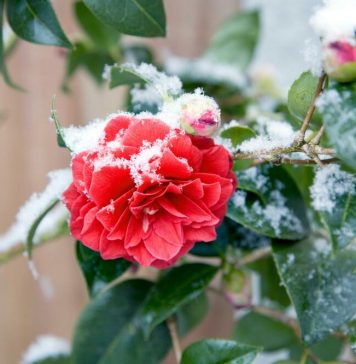 Mraz i snijeg će ponovo okovati Srbiju i to tačno ovog datuma u martu! Temperature od minus 2, čeka nas vremenski haos!