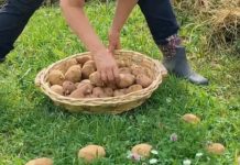 Najjednostavnija sadnja krompira na livad bez okopavanja, đubrenja i plevljenja: Raste kao iz vode, rađa na tone