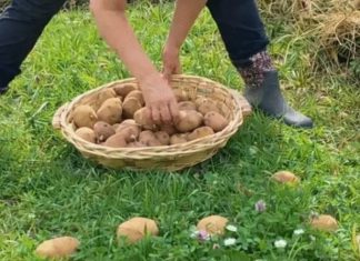 Najjednostavnija sadnja krompira na livad bez okopavanja, đubrenja i plevljenja: Raste kao iz vode, rađa na tone