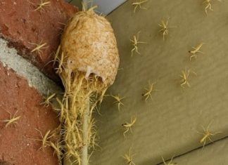 Izašao sam na trijem i vidio kako zid… oživljava! Stotine sitnih stvorenja izašlo je iz svoje tajanstvene čahure ravno pred mojim vratima!