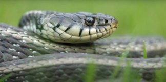 POLA LJUDI DRŽI OVO U DVORIŠTU, A NE ZNA DA TO ZMIJE PRIVLAČI KAO MAGNET: Jedno posebno koriste deca!