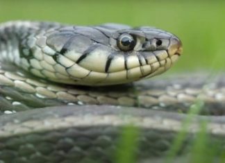 POLA LJUDI DRŽI OVO U DVORIŠTU, A NE ZNA DA TO ZMIJE PRIVLAČI KAO MAGNET: Jedno posebno koriste deca!