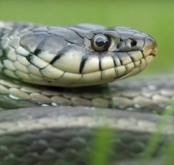 POLA LJUDI DRŽI OVO U DVORIŠTU, A NE ZNA DA TO ZMIJE PRIVLAČI KAO MAGNET: Jedno posebno koriste deca!