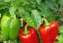 Nikad veći urod paprike – samo pored nje posadite ovu biljku: Plodova će biti kao u pričI, 1 savjet dobro upamtite