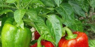 Nikad veći urod paprike – samo pored nje posadite ovu biljku: Plodova će biti kao u pričI, 1 savjet dobro upamtite