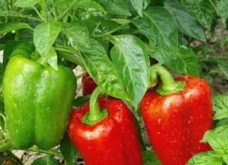 Nikad veći urod paprike – samo pored nje posadite ovu biljku: Plodova će biti kao u pričI, 1 savjet dobro upamtite