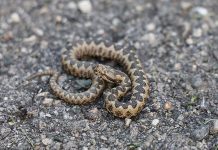 ZMIJE SE SAMO OVOGA KRVNIČKI PLAŠE! Čim to OSETE BEŽE KAO LUDE! Nikada se NEĆE VRATITI, Srbi, SAMO U TOME JE SPAS!