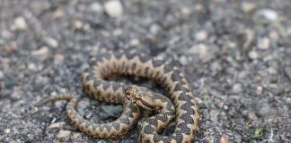 ZMIJE SE SAMO OVOGA KRVNIČKI PLAŠE! Čim to OSETE BEŽE KAO LUDE! Nikada se NEĆE VRATITI, Srbi, SAMO U TOME JE SPAS!