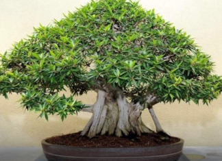 OVA BILJKA UKLANJA OTROVE IZ DOMA! Pročišćava vazduh, upija toksine, podiže nivo kiseonika