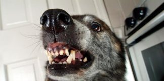 AKO VAS NAPADNE PAS, IZGOVORITE MU SAMO OVU RIJEČ: Tako ćete sebi SPASITI ŽIVOT, kad je ČUJE UKOPAĆE SE U MJESTU