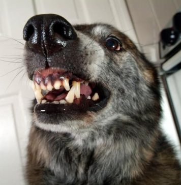 AKO VAS NAPADNE PAS, IZGOVORITE MU SAMO OVU RIJEČ: Tako ćete sebi SPASITI ŽIVOT, kad je ČUJE UKOPAĆE SE U MJESTU