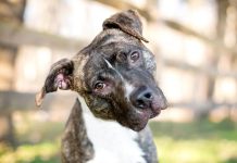 Zašto psi naginju glavu? Nije samo zato što razumeju šta im govorite