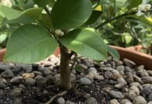 Ako na ovaj način zasadite drvo u saksiji na vašoj terasi dobićete ukusne plodove kao iz bašte