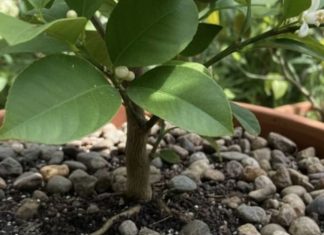 Ako na ovaj način zasadite drvo u saksiji na vašoj terasi dobićete ukusne plodove kao iz bašte