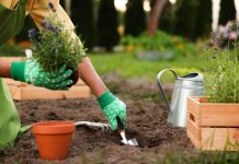 Sad je idealno vreme da posadite lavandu u vašu baštu: Štiti od komaraca, širi predivan intenzivan miris, a cveta sve do kasne jeseni
