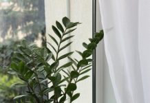Zašto grijanje uništava vaše sobne biljke: Grijanje je potrebno, ali izbjegavajte jednu stvar pod svaku cijenu