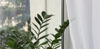 Zašto grijanje uništava vaše sobne biljke: Grijanje je potrebno, ali izbjegavajte jednu stvar pod svaku cijenu